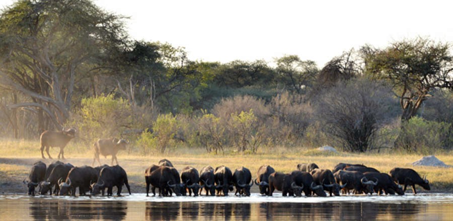 Extensión Victoria Falls y Hwange diseñado por LAT.40