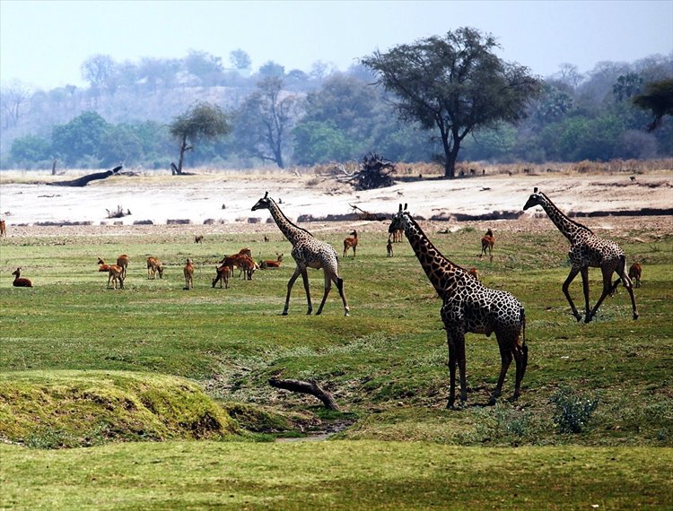 Luangwa Valley