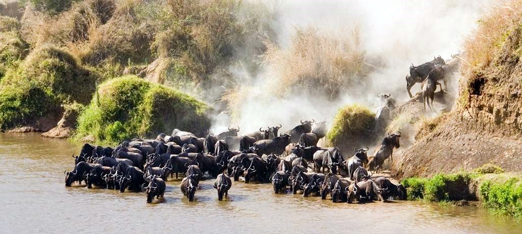 Masai Mara | LAT.40