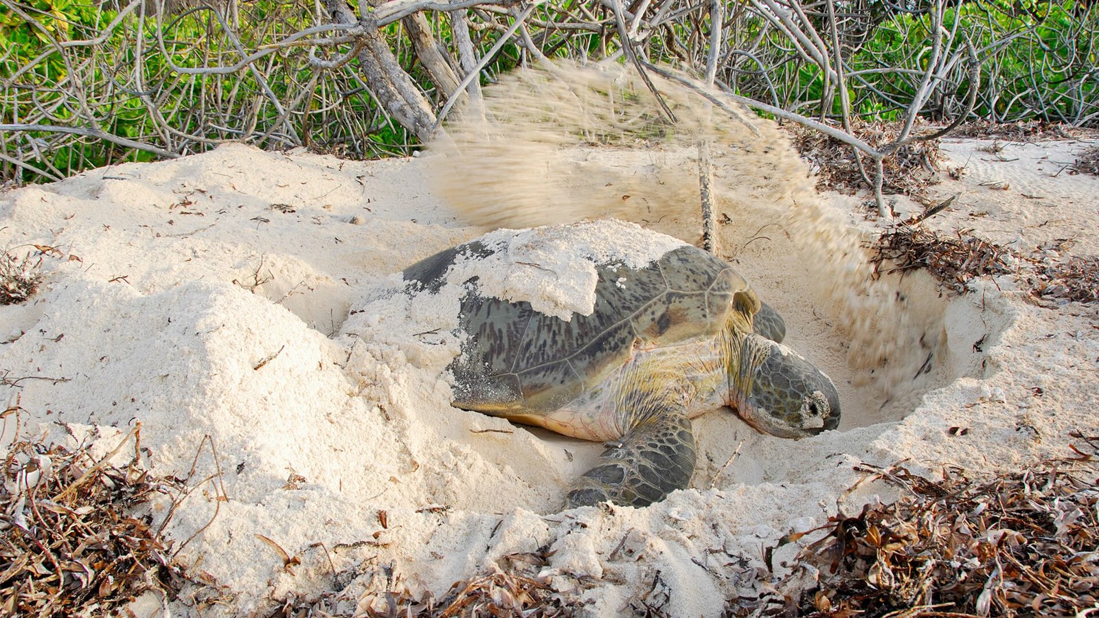 andBeyond Mnemba Island en Isla de Mnemba
