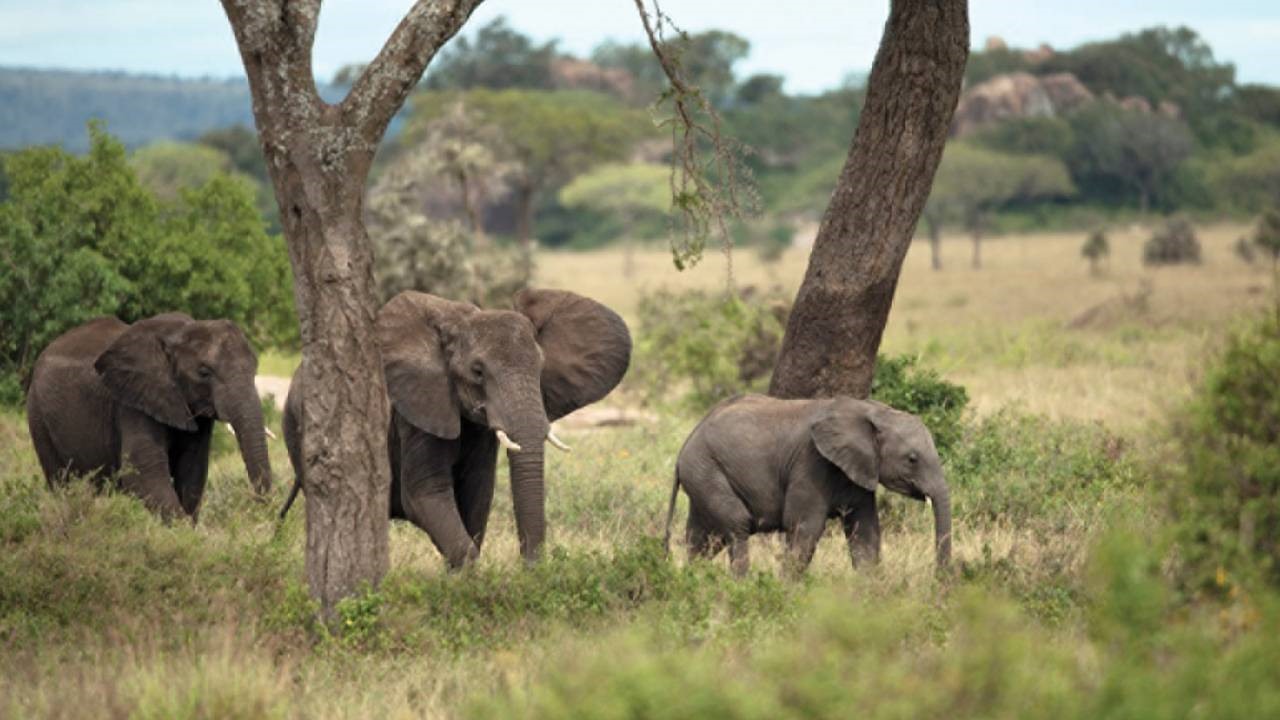 Serengeti