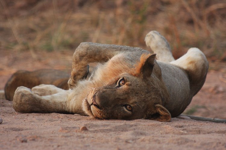 Luangwa Valley