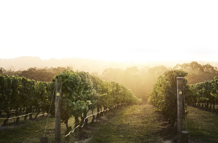 Mornington Peninsula