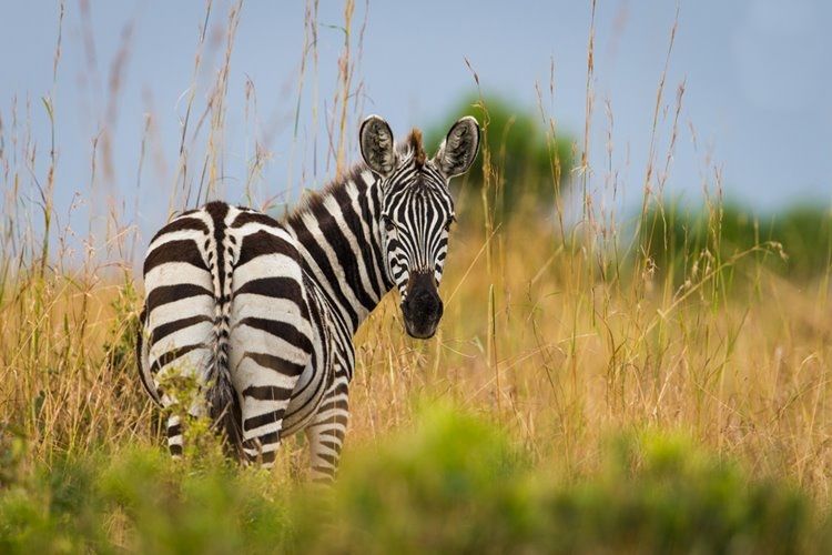 1920's Cottar's Safari Camp en Masai Mara
