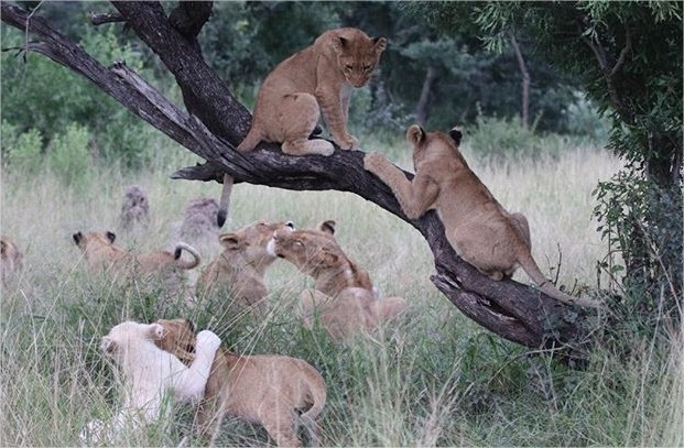 AndBeyond Ngala Safari Lodge en Ngala Private Game Reserve