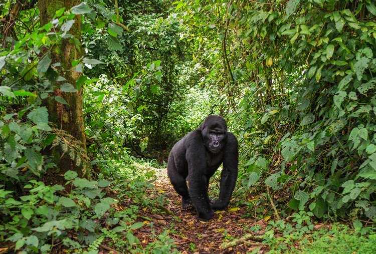 Bwindi Impenetrable National Park | LAT.40