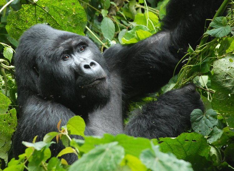 Bwindi Impenetrable National Park | LAT.40