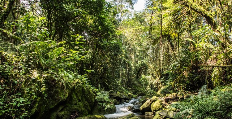 Bwindi Impenetrable National Park | LAT.40