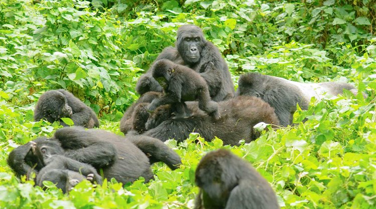 Bwindi Impenetrable National Park | LAT.40