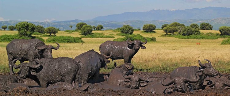 Queen Elizabeth National Park | LAT.40