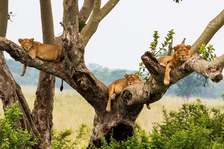 Queen Elizabeth National Park | LAT.40