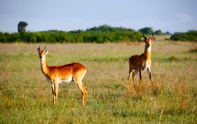 Queen Elizabeth National Park | LAT.40