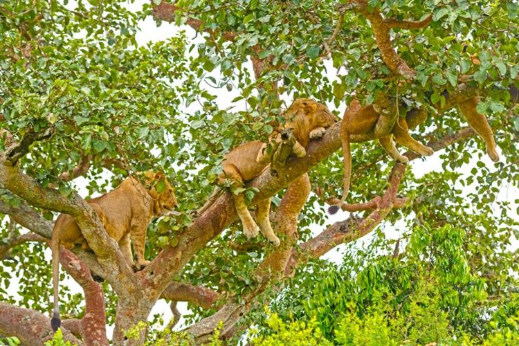 Queen Elizabeth National Park | LAT.40