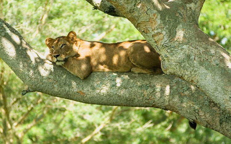 Queen Elizabeth National Park | LAT.40
