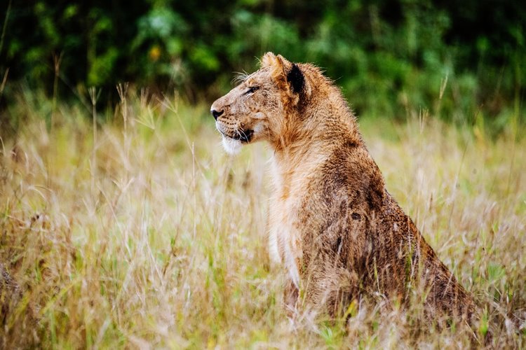 Queen Elizabeth National Park | LAT.40