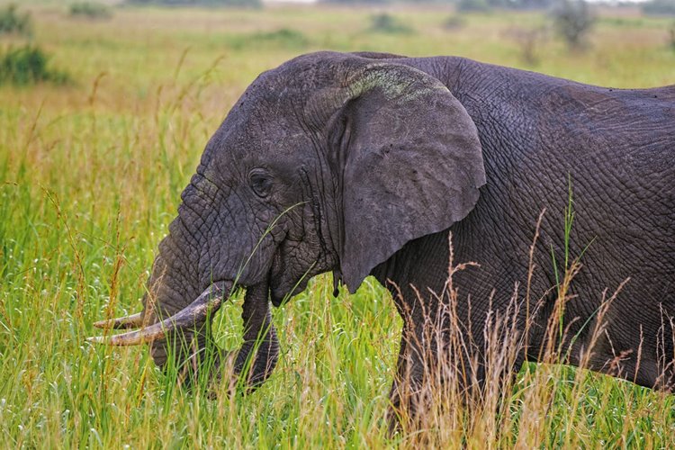 Queen Elizabeth National Park | LAT.40