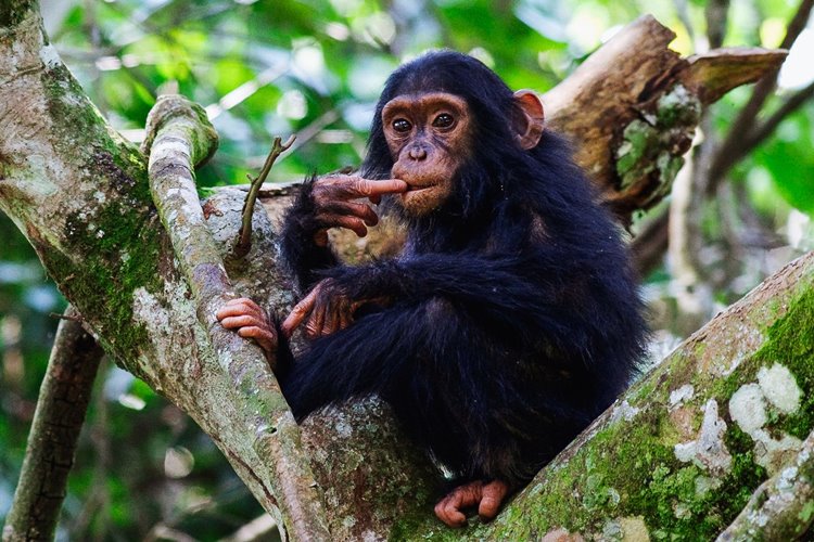 Queen Elizabeth National Park | LAT.40