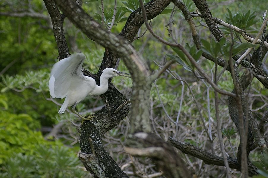 Wilson Island en Gran Barrera de Coral