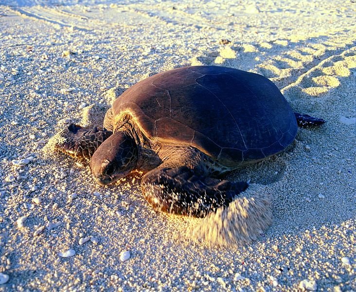 Wilson Island en Gran Barrera de Coral