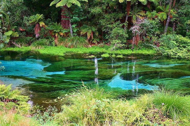 Rotorua | LAT.40