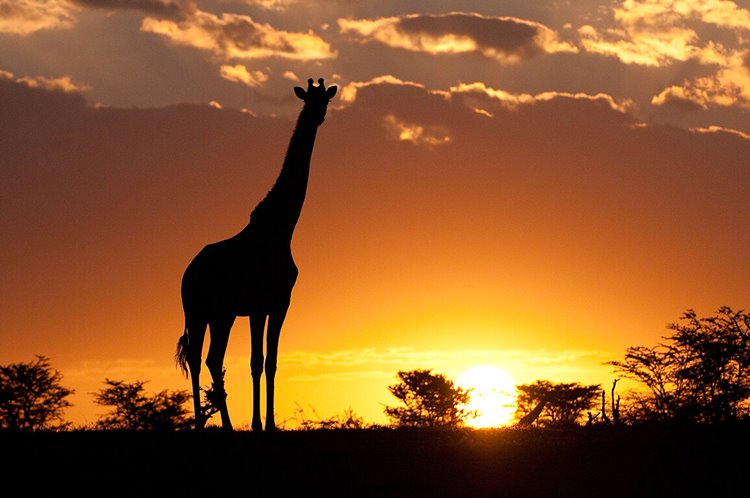Mara Plains Camp Great Plains en Masai Mara