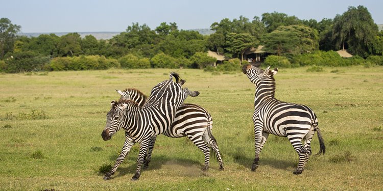 Mara Plains Camp Great Plains en Masai Mara