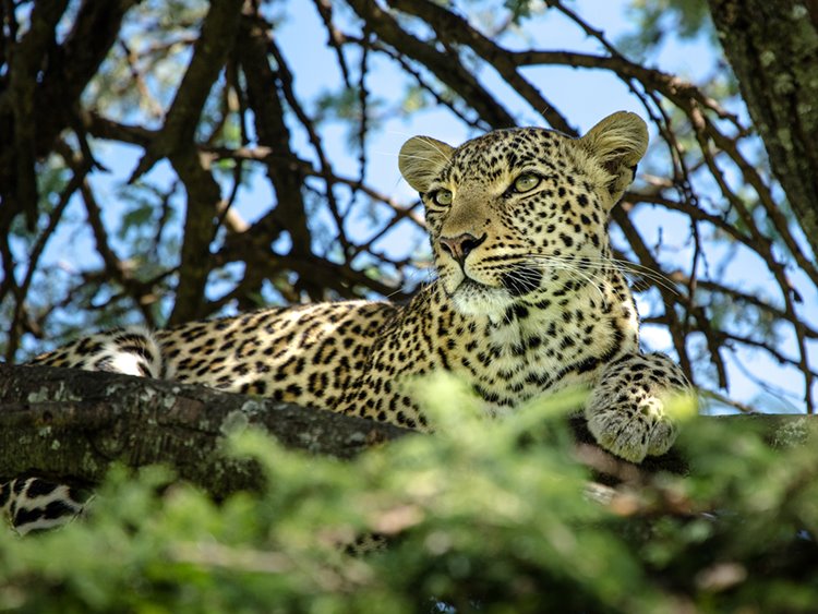 Mara Plains Camp Great Plains en Masai Mara