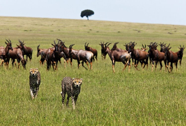 Mara Plains Camp Great Plains en Masai Mara