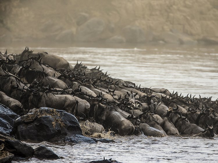 Mara Plains Camp Great Plains en Masai Mara