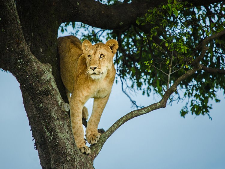 Mara Plains Camp Great Plains en Masai Mara