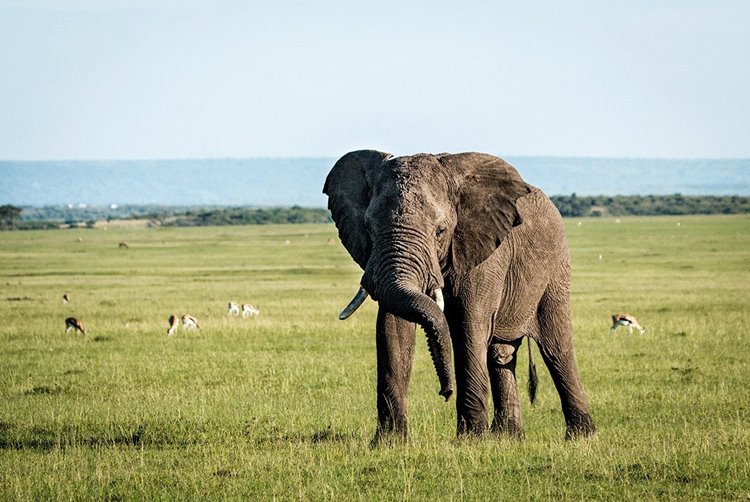 Mara Plains Camp Great Plains en Masai Mara