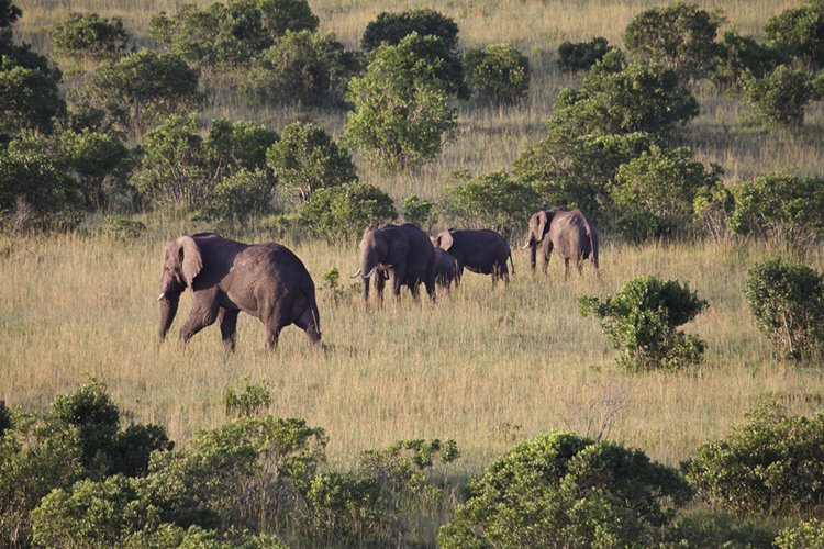 Mara Plains Camp Great Plains en Masai Mara