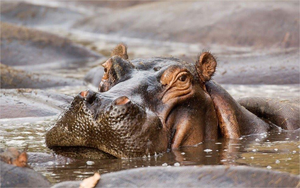 Selous Reserve | LAT.40
