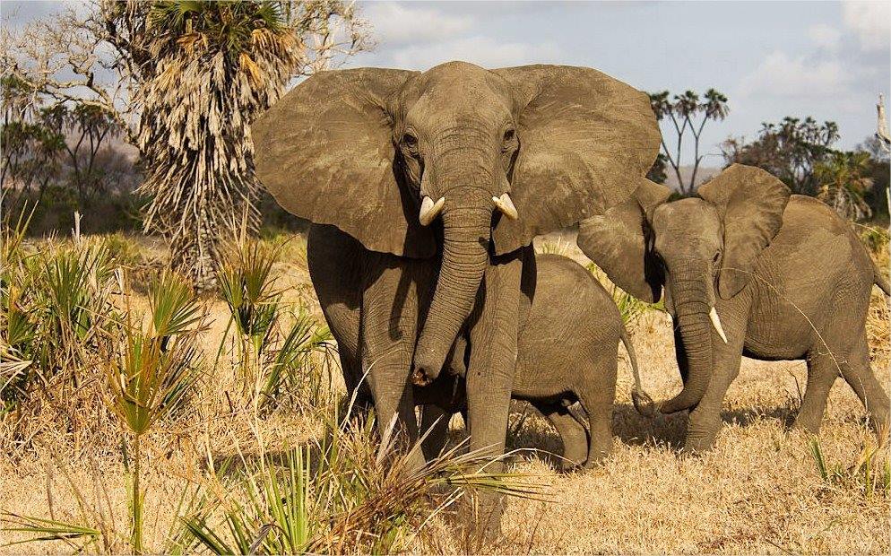 Selous Reserve | LAT.40