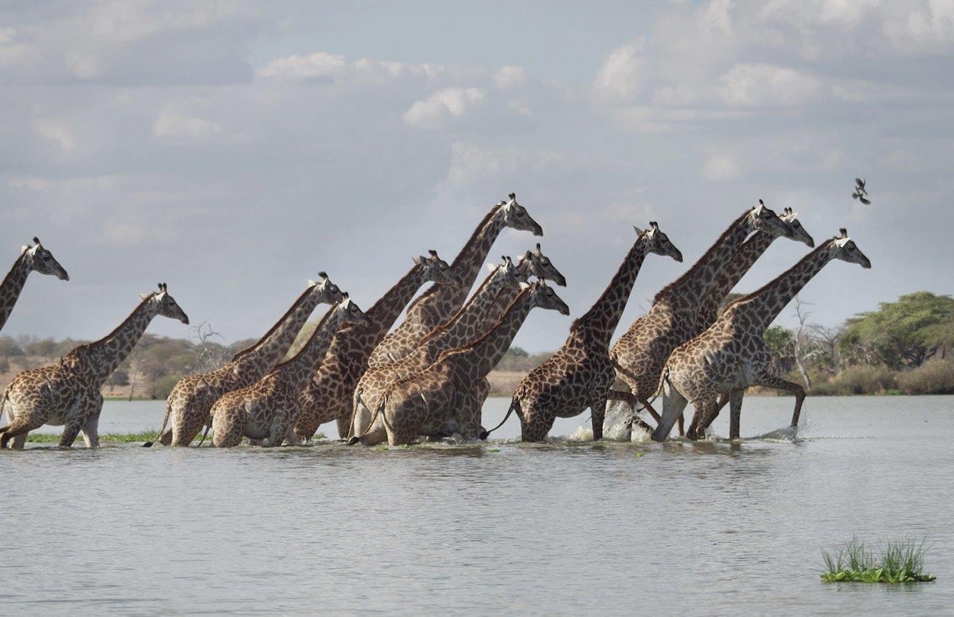 Selous Reserve | LAT.40