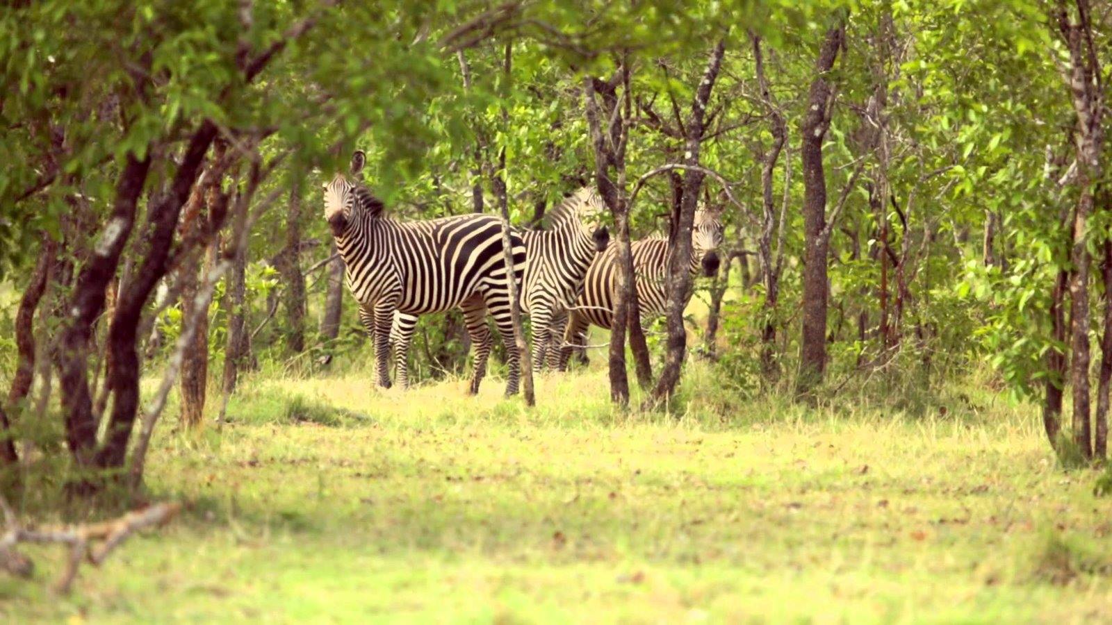 Selous Reserve | LAT.40