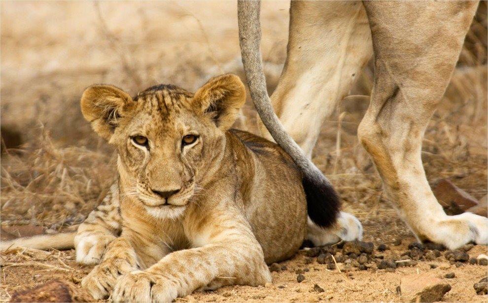Selous Reserve | LAT.40