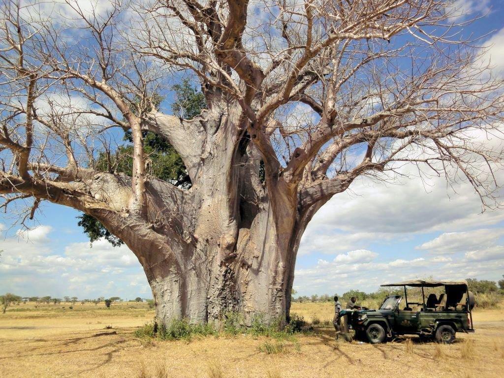 Selous Reserve | LAT.40