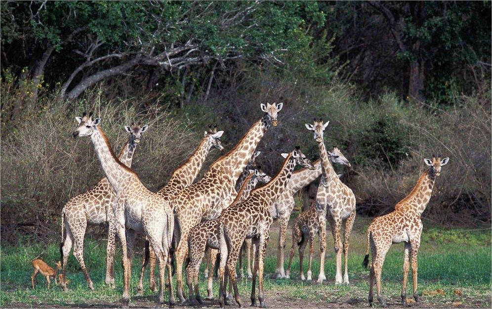Selous Reserve | LAT.40