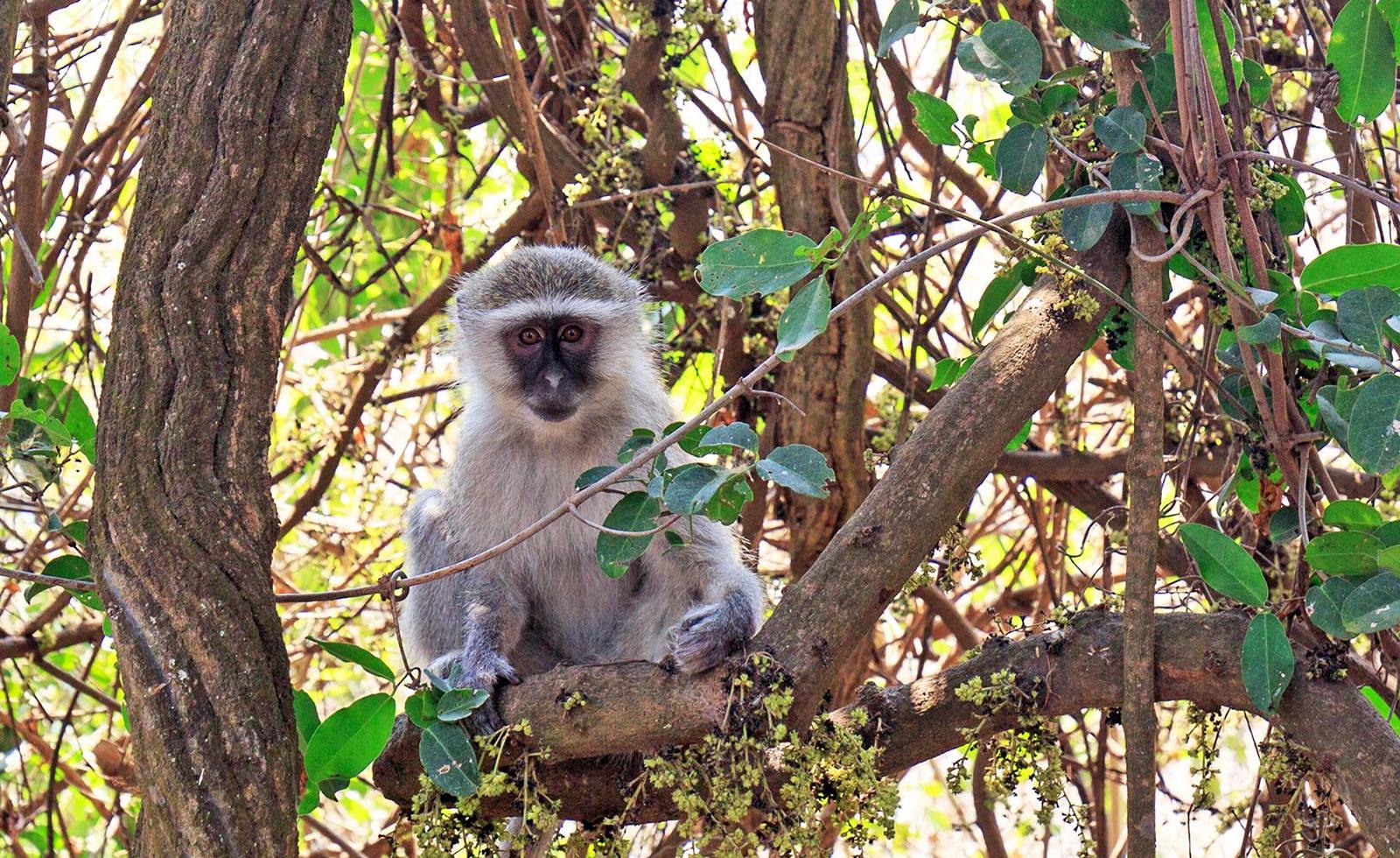 Tsowa Safari Island en Zambezi National Park