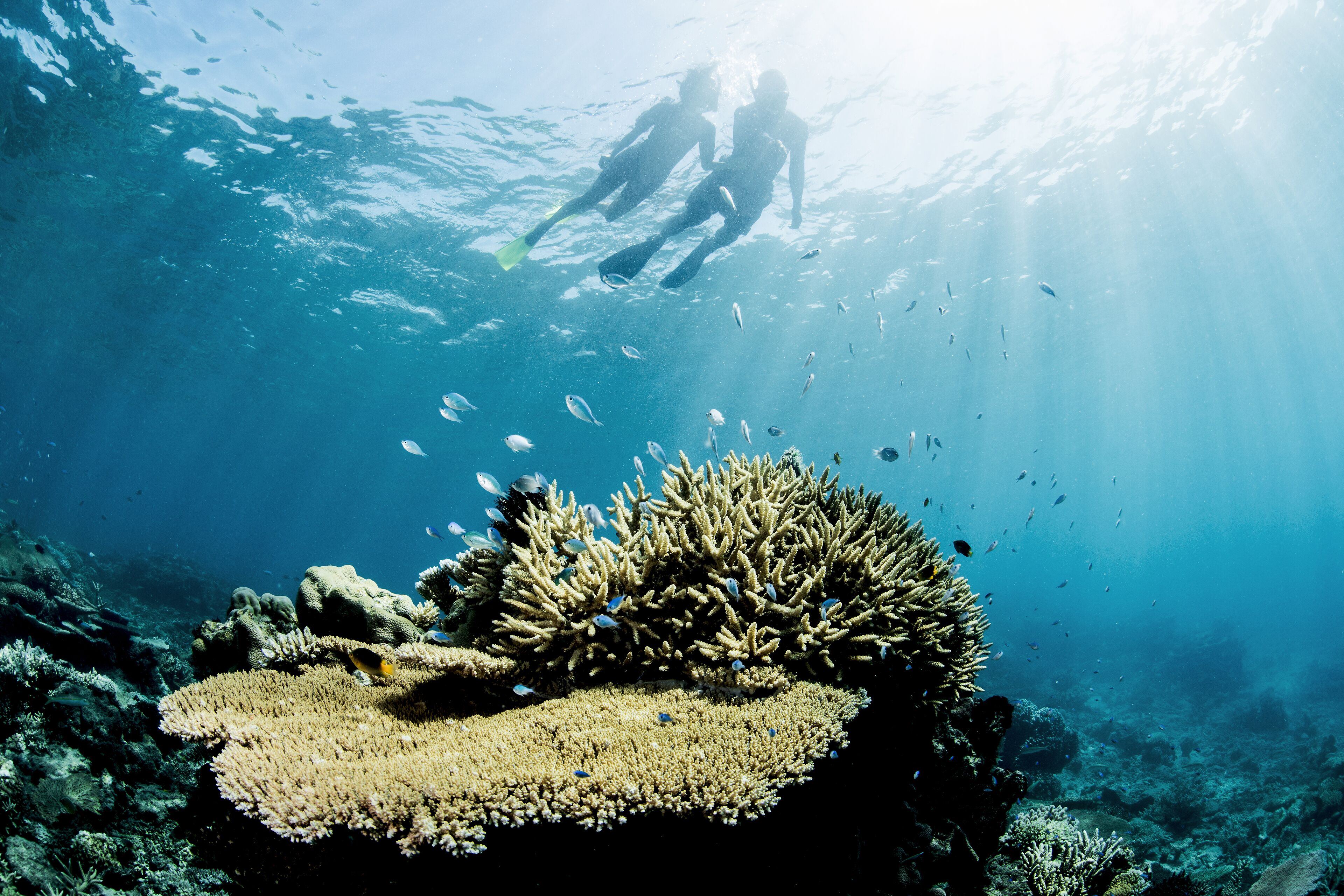 Kokomo Private Island Fiji en Fiji