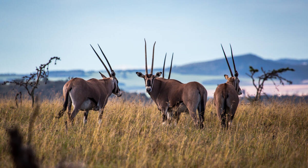 Offbeat Sosian Lodge en Laikipia 