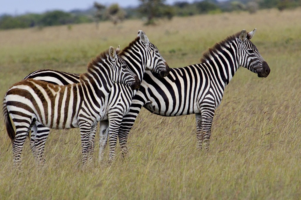 Offbeat Sosian Lodge en Laikipia 