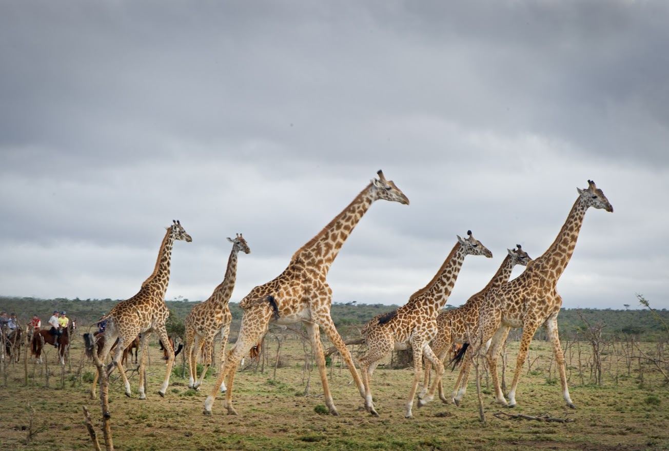 Offbeat Sosian Lodge en Laikipia 