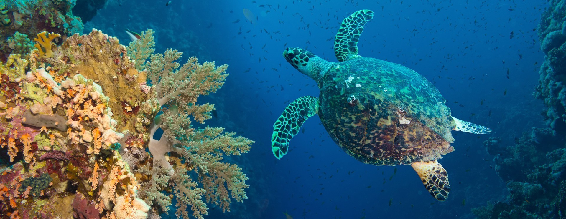 Coco Bodu Hithi en North Male Atoll