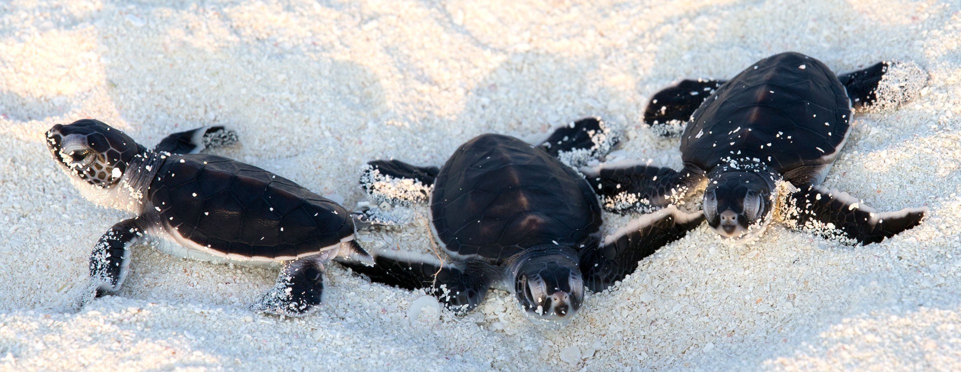 Coco Bodu Hithi en North Male Atoll