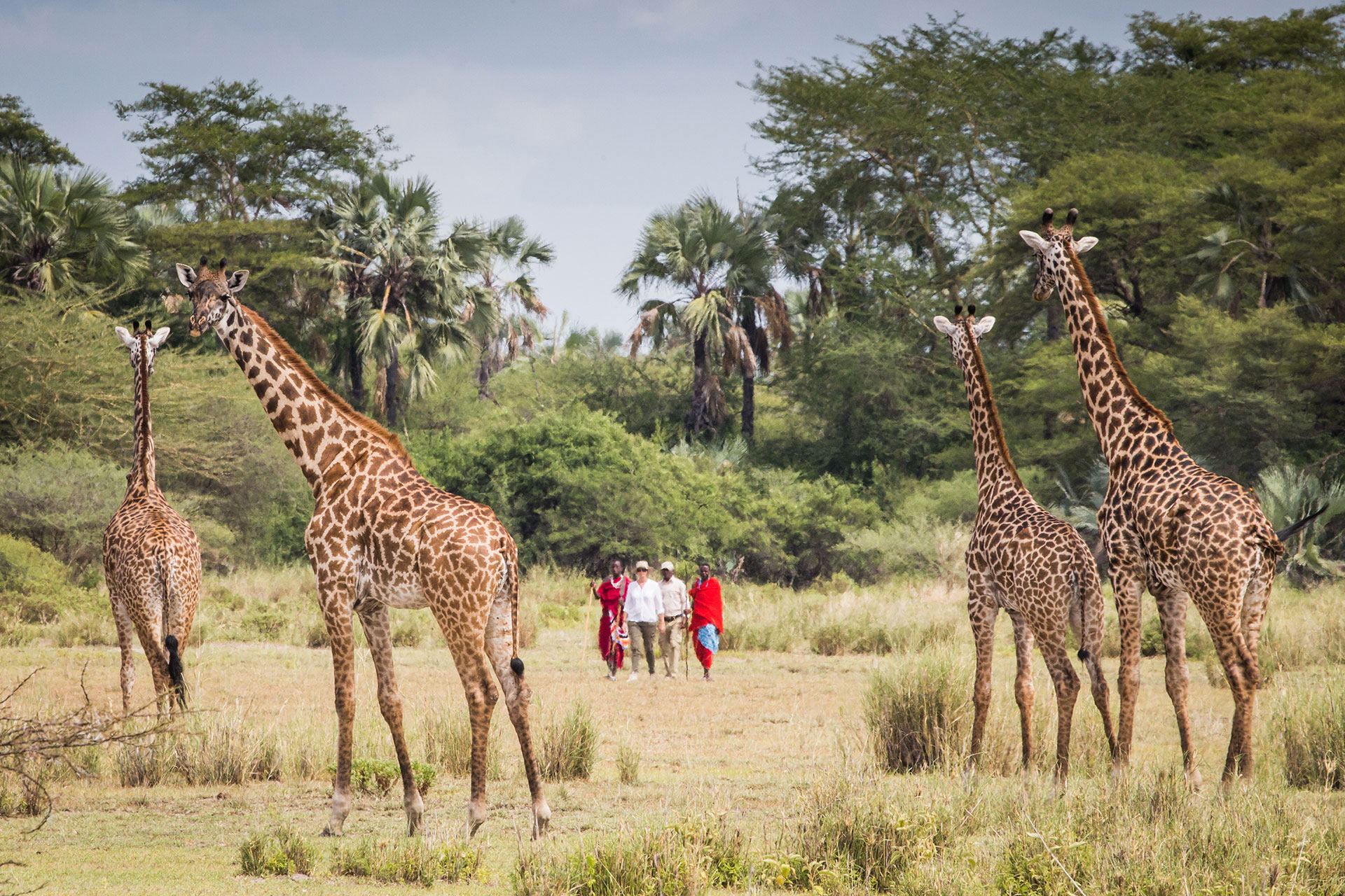Chem Chem Lodge en Manyara