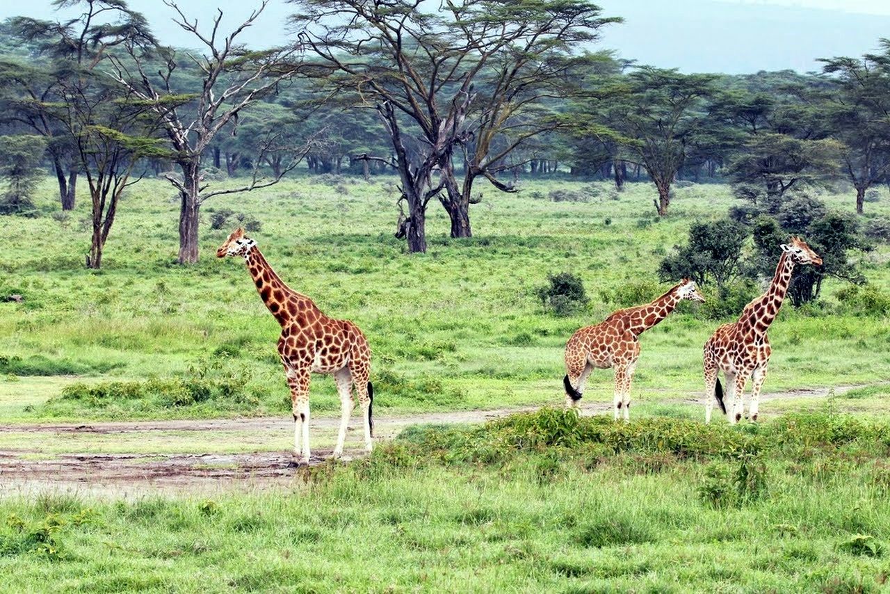 Nakuru