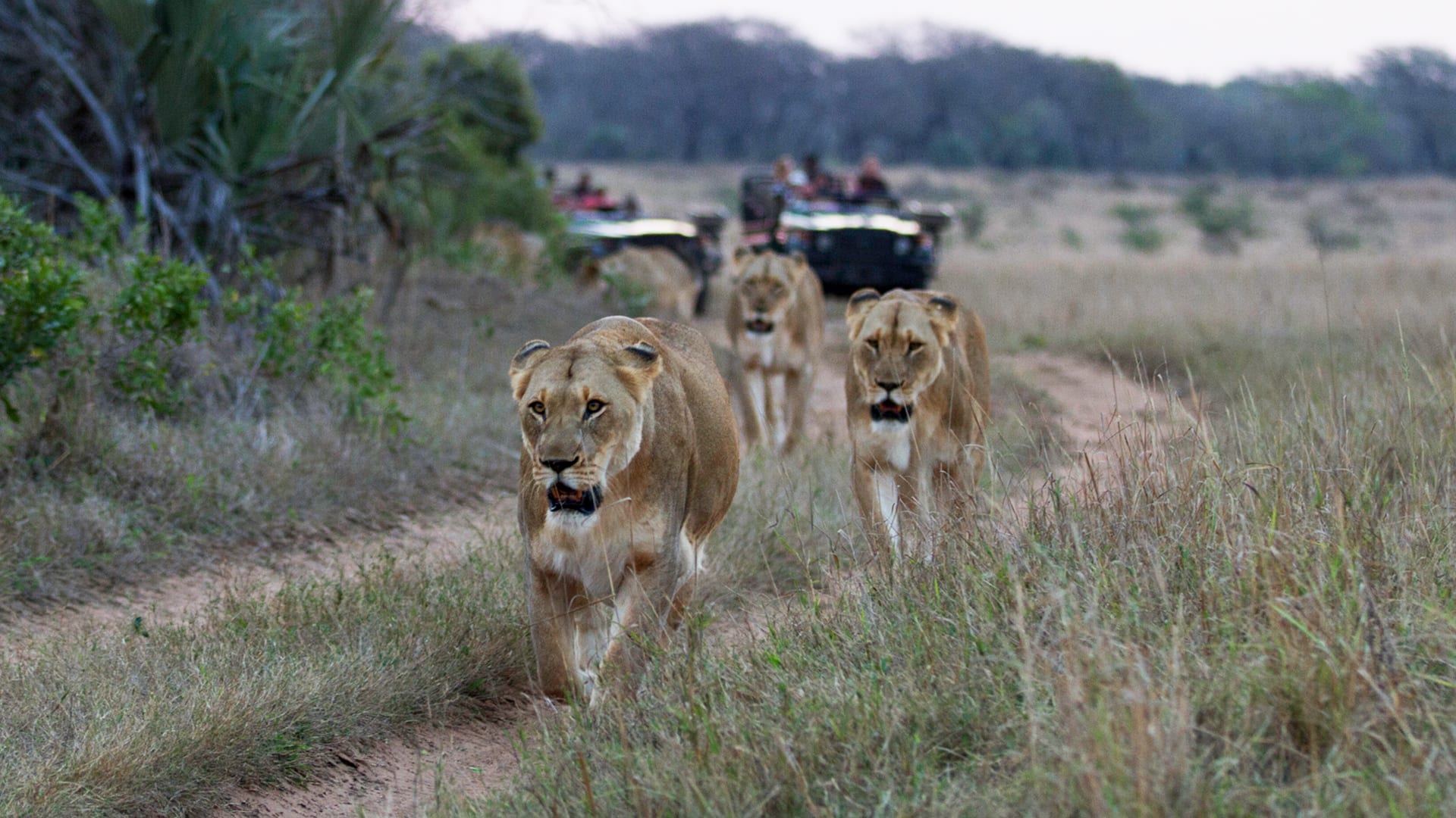 AndBeyond Ngala Safari Lodge en Ngala Private Game Reserve