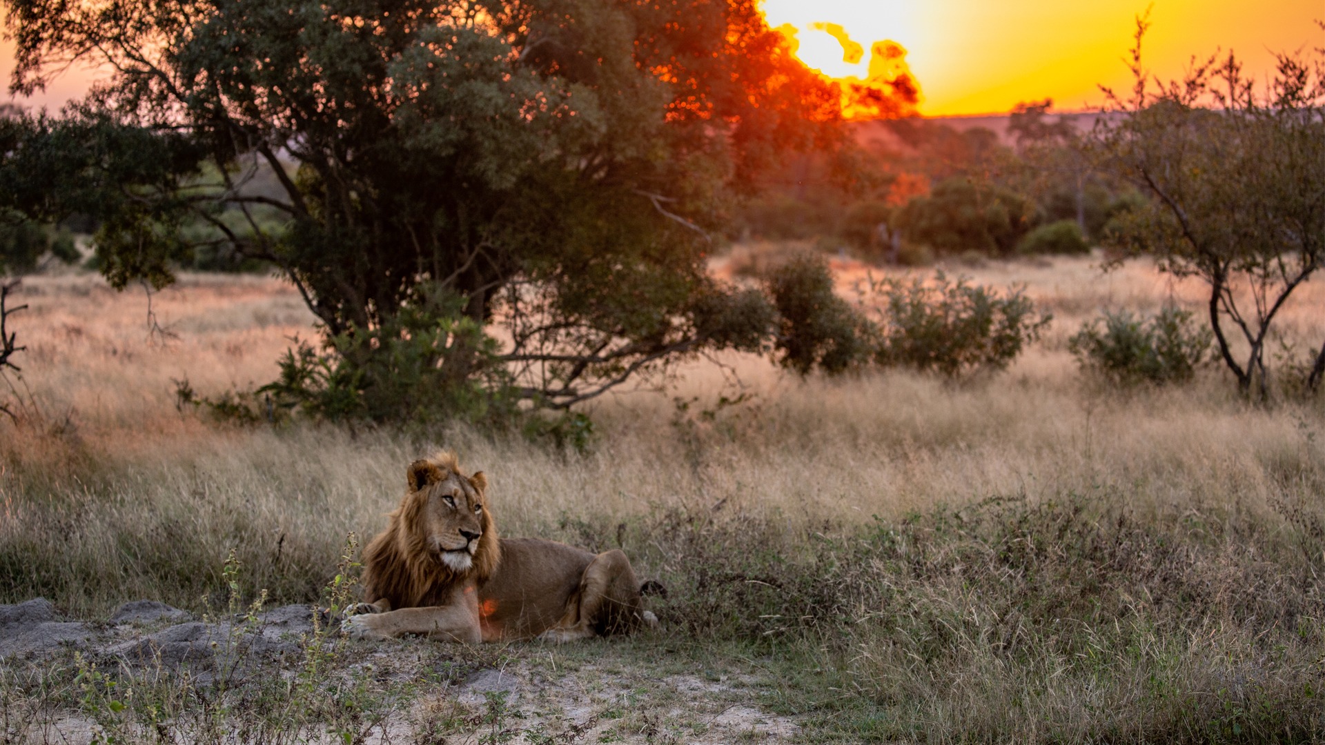AndBeyond Ngala Safari Lodge en Ngala Private Game Reserve